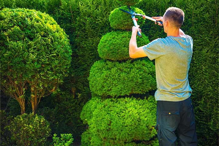 Shrub & Bush Trimming